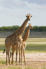 giraffe