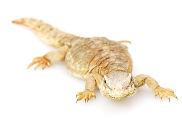 Wall Mural - Spiny-tailed lizard