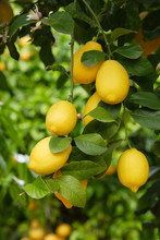 Lemons On A Tree
