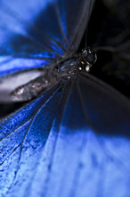 Blue Morpho Butterfly Closeup
