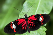 Red Heliconius Dora Butterfly