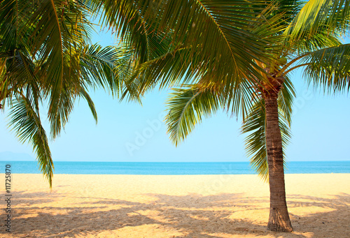 Naklejka na drzwi Palm trees on the beach