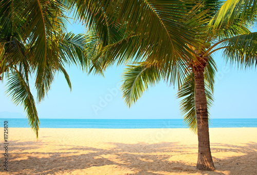 Fototapeta na wymiar Palm trees on the beach