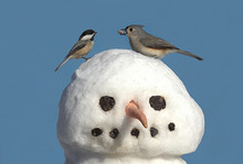 Two Birds On A Snowman