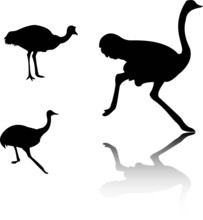 Ostrich Silhouettes