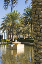 Beautiful Garden With Palm Trees And Water Features.