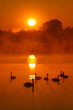 Swans with beautifull sunrise sky