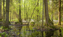 Springtime Alder Bog Stand Of Bialowieza Forest