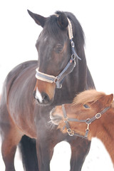 Wall Mural - big and small horses on a white background