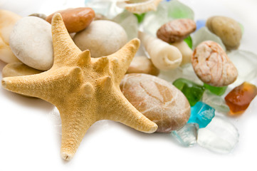 Sea shell collection