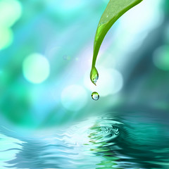 Wall Mural - green leaf with water drop water on blue sunny background