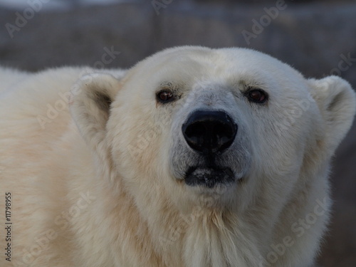 Plakat na papierze fotorealistycznym Niedźwiedź polarny