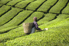 Workers In Tea Plantation,malaysia