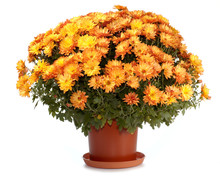 Chrysanthemums In Flowerpot