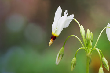 Shooting Star Wildflower