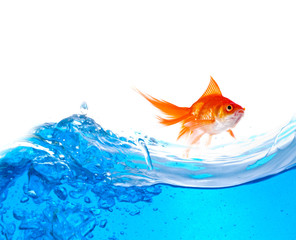 Canvas Print - Goldfish is jumping