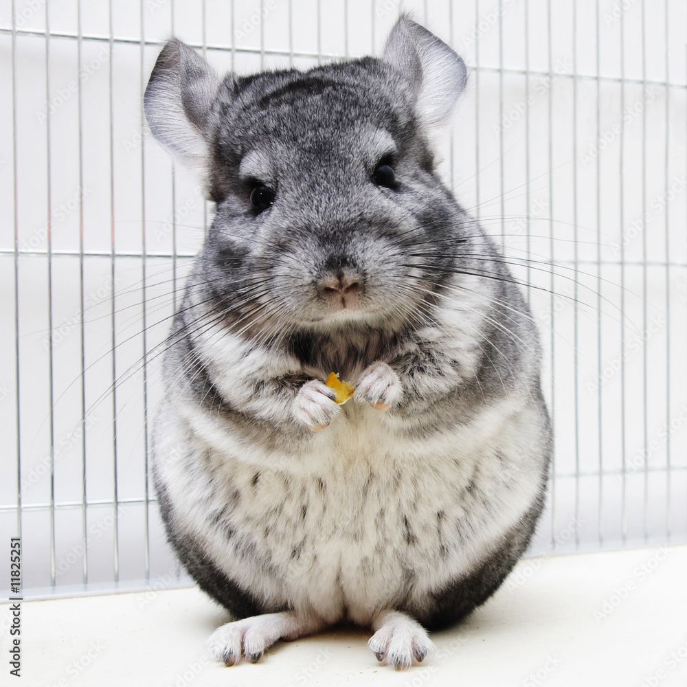 専用☆エンプレス チンチラ EMPRESS CHINCHILLA ケープ 未使用 専用☆エンプレス チンチラ EMPRESS CHINCHILLA ケープ 未使用 2025年