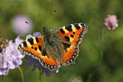 Obraz na płótnie canvas czteroczęściowy "tetraptyk" Nymphalis urticae, aglais urticae, kleiner fuchs