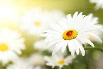 Wall Mural - Ladybug sitting on a flower