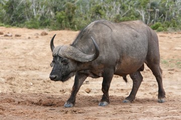 Wall Mural - cape buffalo