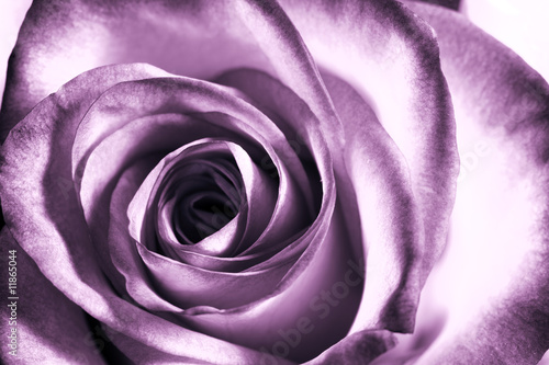 Nowoczesny obraz na płótnie Purple rose