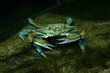 Blue crab