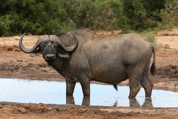 Wall Mural - Cape Buffalo Bull