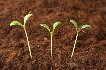 New life concept - green seedlings growing out of soil