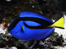 Profile Of Blue Regal Tang