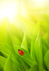 Wall Mural - Ladybug sitting on a fresh green grass