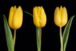 żółte tulipany, yellow tulip