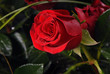 red rose, czerwona róża