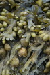Seaweed Closeup
