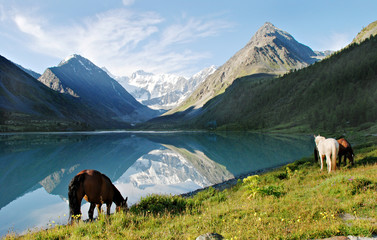 Horses near mountain lake Ak-kem, Altai, Russia