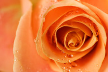 Orange Rose On Blurry Orange Background