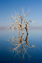 Salt Ecrusted Dead Trees In The Flooded Salton Sea