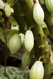 Fototapeta  - cocoa tree