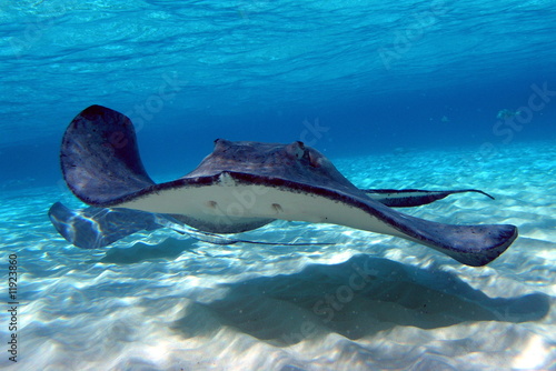 Naklejka dekoracyjna southern Stingray 09