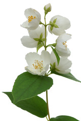 Wall Mural - twig of jasmin