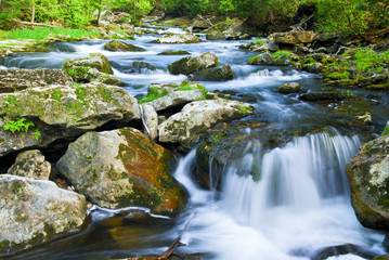 Wall Mural - River through woods