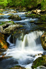 Wall Mural - River through woods