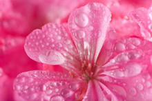 Macro Of Pink Geranium Flowers With Water Droplets