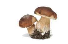 Two White Mushrooms Are On A White Background