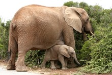 African Elephant Mom And Baby