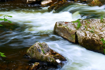 Wall Mural - River through woods