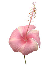 Spherical Baby Pink Hibiscus Flower Isolated With Clipping Path