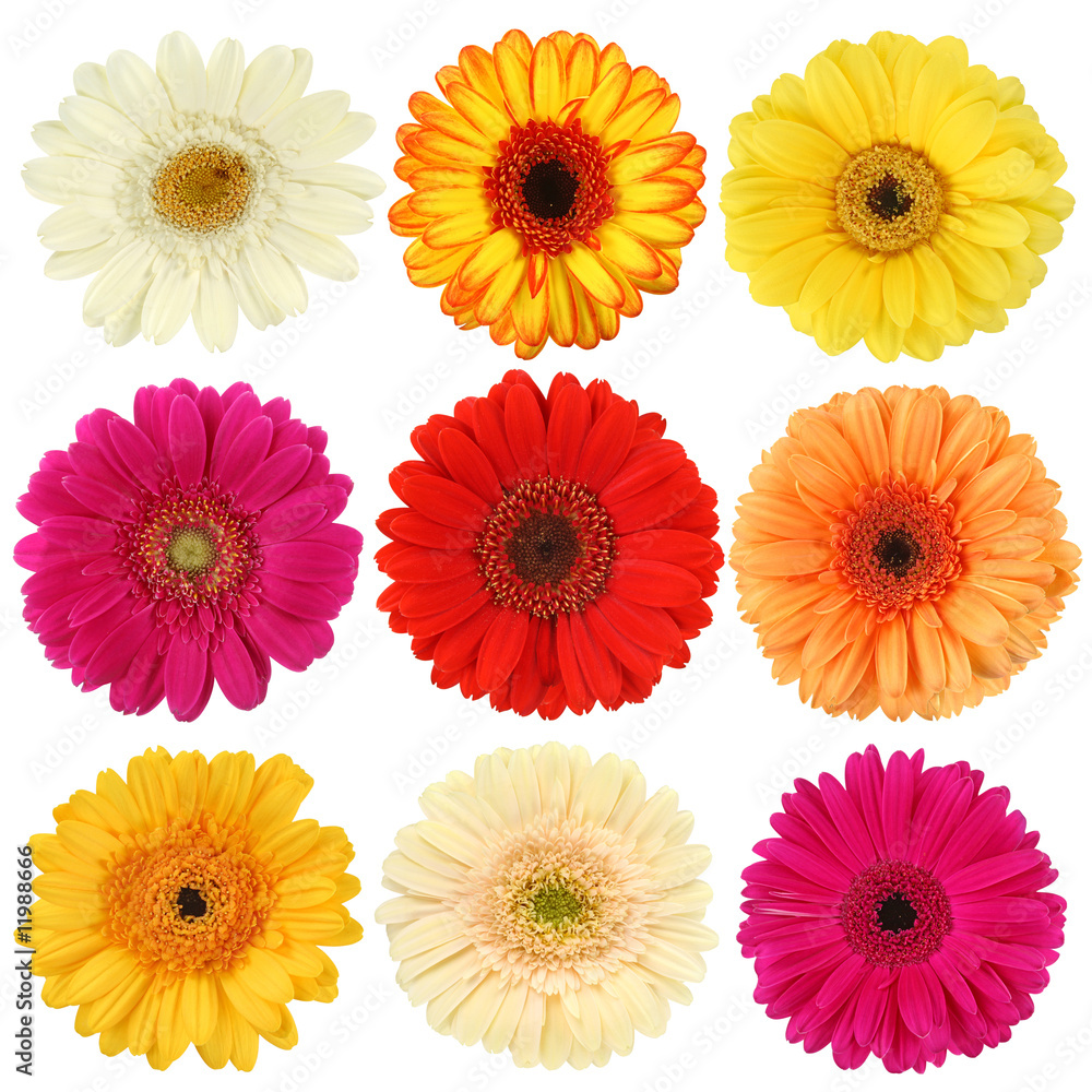 Daisy flower collection isolated on white background - obrazy, fototapety, plakaty 