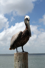 Pelican On A Post
