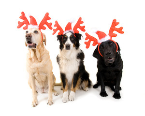 Wall Mural - christmas dog