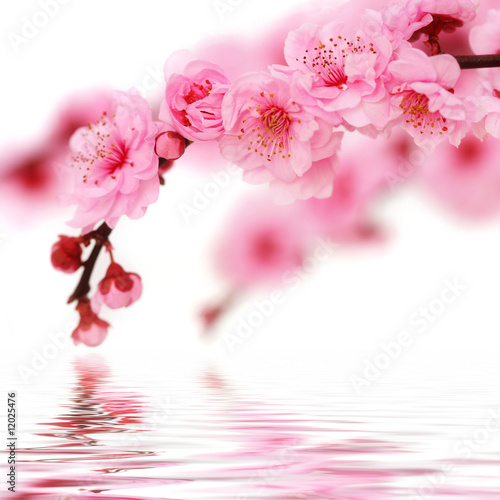 Naklejka na szafę Spring cherry flowers reflected in rendered water